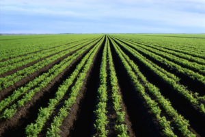 Read more about the article Campanha agrícola 2019/20 colhe mais de 420 mil toneladas