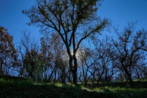 Read more about the article República do Congo compromete-se a plantar 40.000 hectares de floresta