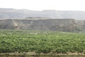 Read more about the article Fazenda necessita de 75 mil euros para engarrafar vinho