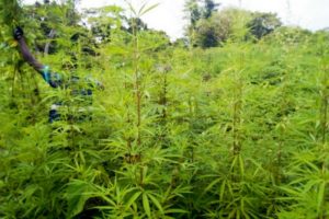 Read more about the article Polícia destrói três lavras de Liamba com mais de 3 mil plantas