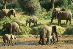 Read more about the article Angola e PNUD cooperam na mitigação do conflito homem/animal