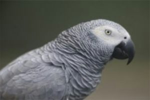 Read more about the article Parque do Maiombe devolve papagaios ao habitat natural
