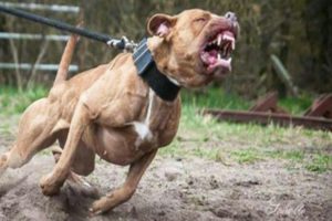 Read more about the article Pitbulls matam jovem de 21 anos no Lobito