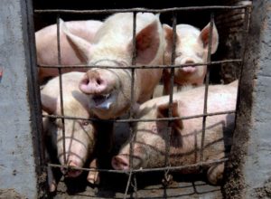 Read more about the article Comissão Europeia diz que vírus ligado a suínos divulgado em estudo “não representa qualquer perigo”