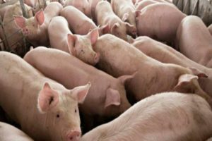 Read more about the article Incêndio mata mais de 55 mil porcos na Alemanha