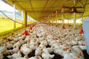 Read more about the article França contabiliza 61 focos de contaminação de gripe das aves