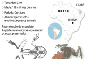 Read more about the article Descoberta no Brasil nova espécie de rã de 119 milhões de anos