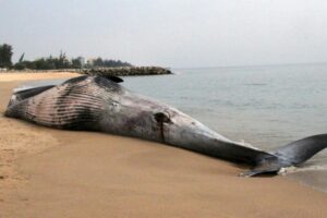 Read more about the article Baleia de seis metros encontrada morta no Nzeto