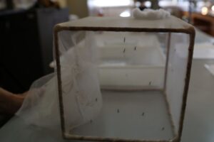 Read more about the article Estudo sugere que doentes com dengue possam ter imunidade contra coronavírus