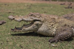 Read more about the article Menor de cinco anos morre atacada por crocodilo no sul de Moçambique