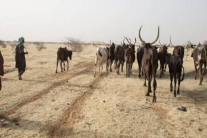 Read more about the article Conflitos entre agricultores e criadores de gado provocam 22 mortos no Chade