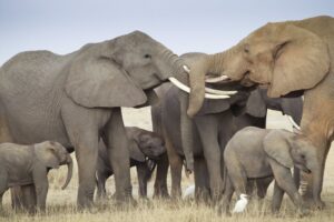 Read more about the article Botsuana inicia época de caça ao elefante