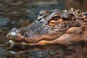 Read more about the article Jacaré devora cidadão de 43 anos em Mavinga