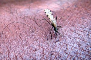 Read more about the article Surto da dengue em São Tomé e Príncipe regista um óbito e cerca de 800 casos