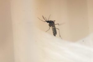 Read more about the article São Tomé e Príncipe confirma surto da dengue com registo de 30 casos e quatro internados