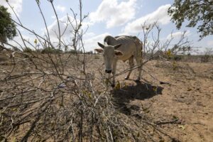 Read more about the article Países ricos prometem 25 mil milhões de dólares a África para combater alterações climáticas