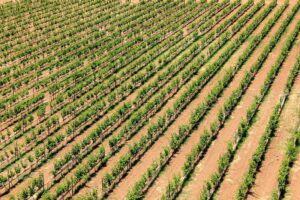 Read more about the article BAD financia emprego de jovens na agricultura e transportes com 79 milhões de dólares