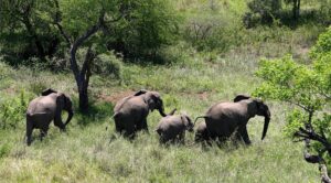 Read more about the article Mortos em ataques de animais em Moçambique triplica e chega 159 em 2023