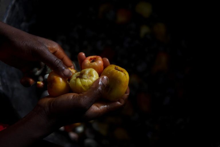 Angola estima gastar 1,2 mil milhões de kwanzas para importar sementes de cacau, caju, café e palmeira